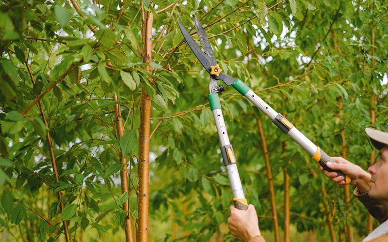 Tree trimming in Colona, IL